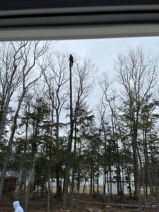 A tree stump remaining in a residential yard after a tree removal service by Two Daughters Trees & Driveways in Saco, ME.
