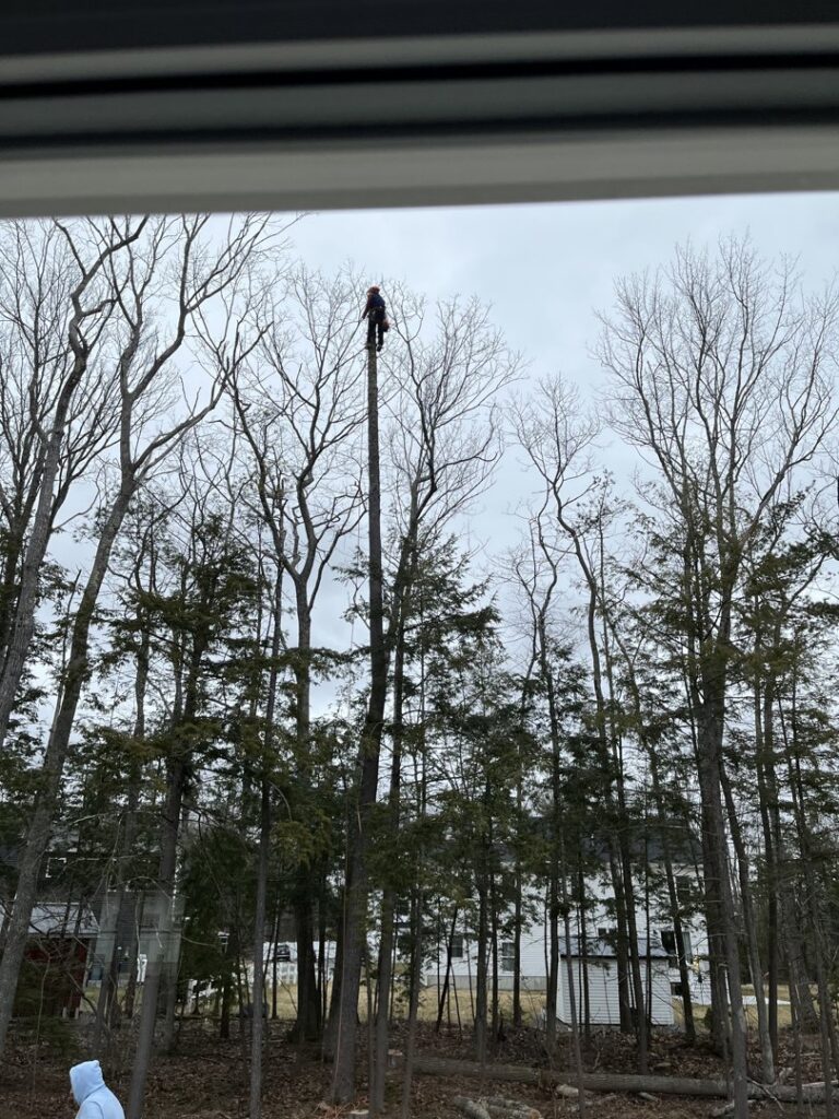 A tree stump remaining in a residential yard after a tree removal service by Two Daughters Trees & Driveways in Saco, ME.