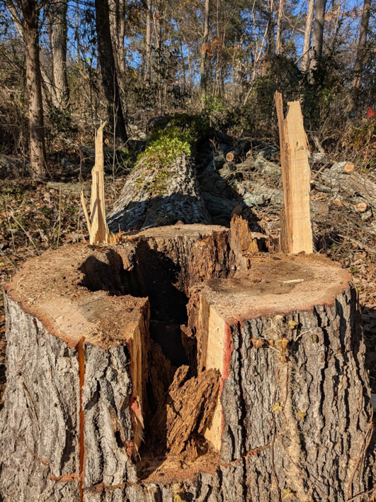 A large tree stump after removal, showing the results of tree service work by TreeWorks in Birmingham, AL.