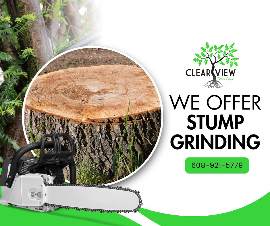 A freshly cut tree stump next to a chainsaw, illustrating stump grinding services by Clear View Tree Care in Janesville, WI.