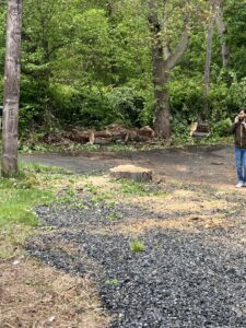 A freshly cut tree stump and logs in the background after a tree removal service by NN Landscaping, Construction & Tree Service in Lynn, MA.