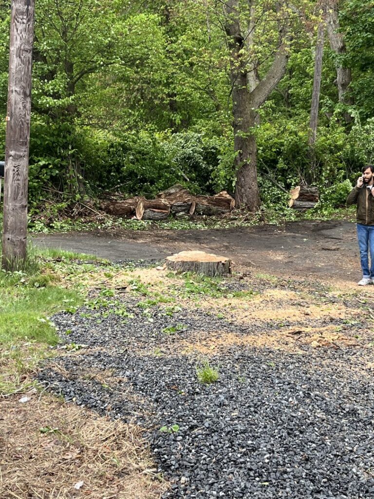 A freshly cut tree stump and logs in the background after a tree removal service by NN Landscaping, Construction & Tree Service in Lynn, MA.