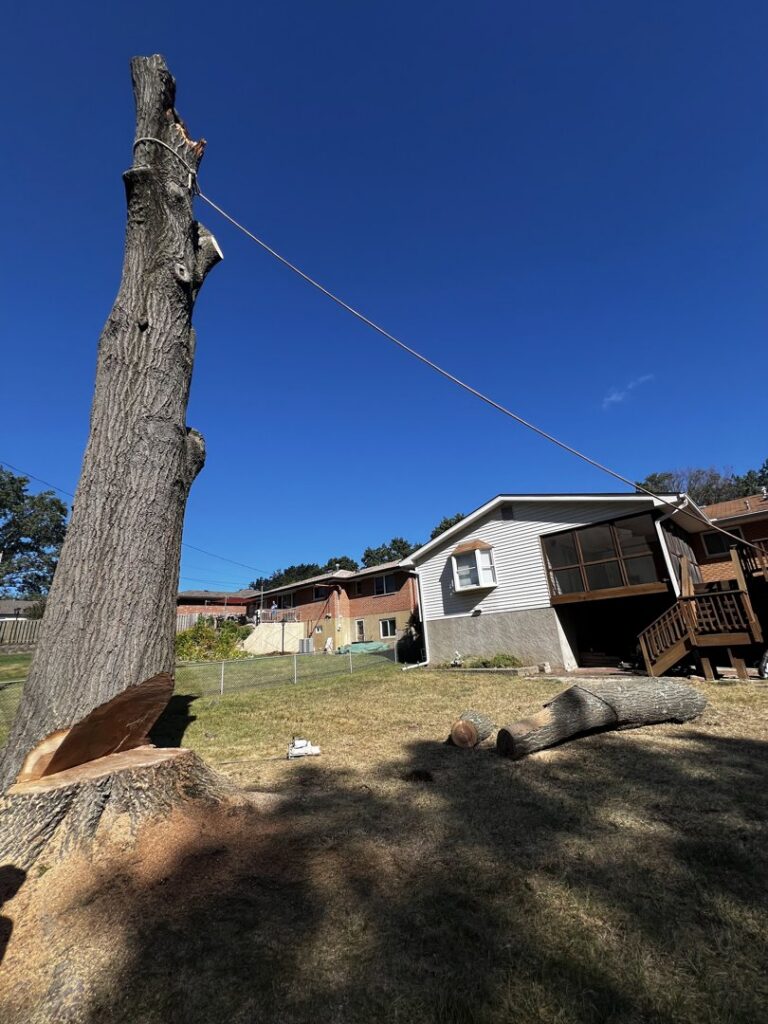 A tree stump and cut logs on the ground after a tree removal service by Clever Tree Service LLC in St. Louis, MO.