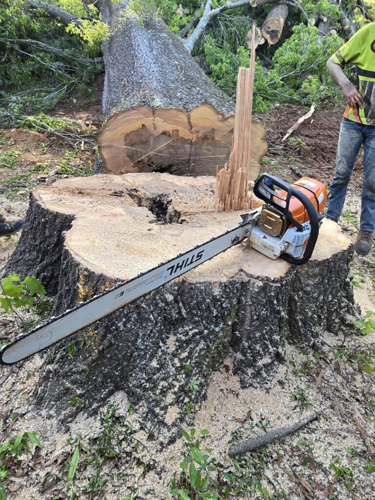 A large tree stump with a chainsaw resting on it, indicating recent tree removal by Lumberjacks Tree Service in Chattanooga, TN.