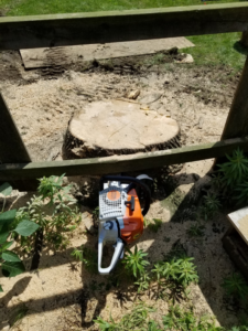 A freshly cut tree stump with a chainsaw on the ground, indicating a tree removal service by Arbor Solutions Tree Service in Ann Arbor, MI.