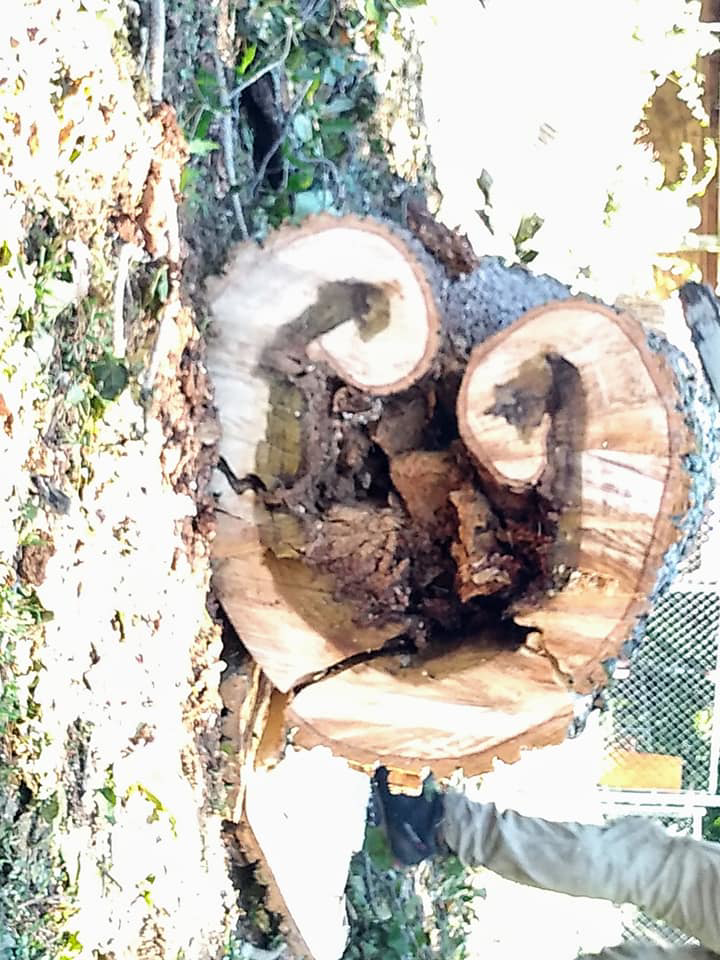 A close-up of a tree stump cross-section showing internal decay, removed by Full Throttle Tree Service in Douglasville, GA