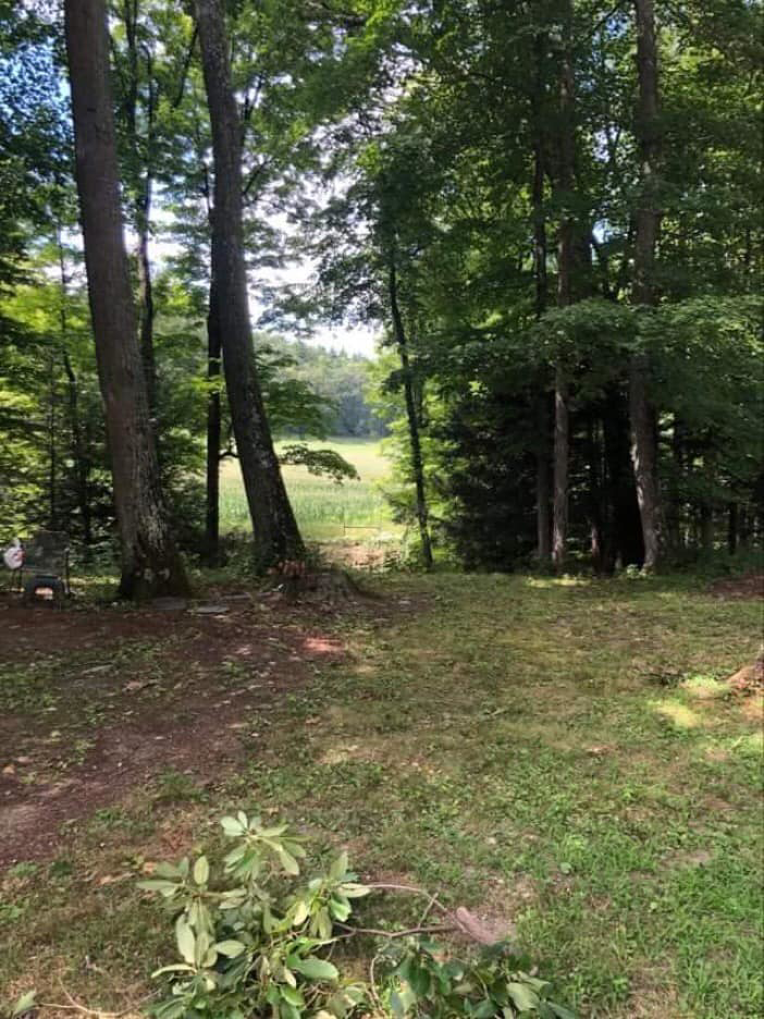 A tree stump and cut branches on the ground in a forest, showing recent tree work by Lichen Trees in Brattleboro, VT.
