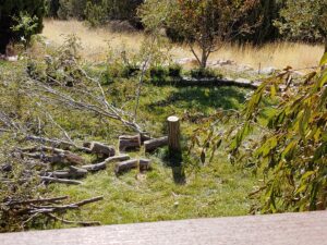 A tree stump with cut logs and branches on the grass, showing the results of tree removal by Top Notch Tree Service in Pocatello, ID.