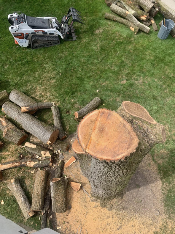 A large tree stump with cut logs and a skid steer for cleanup after a tree removal by Triple T tree service in Houston, TX.