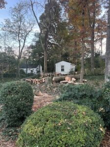 A large tree stump and numerous cut logs, evidence of tree removal by Elegant Tree Service in Atlanta, GA.