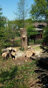 A large tree stump and several freshly cut logs in a residential yard by King's Tree Service LLC in Winfield, MO.