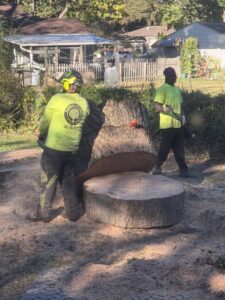 Workers using chainsaws to cut a large tree stump for Flower City Tree in Rochester, NY.