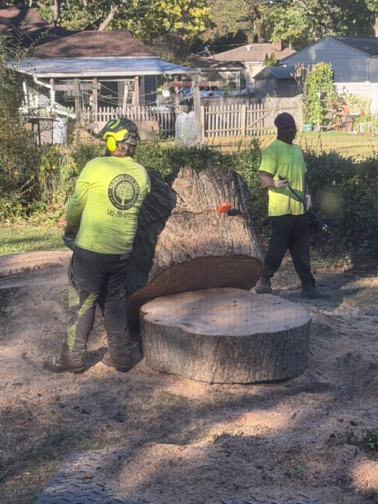 Workers using chainsaws to cut a large tree stump for Flower City Tree in Rochester, NY.