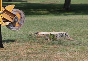 A stump grinding machine ready to remove a tree stump by Bishops Tree Service Inc. in Virginia Beach, VA.