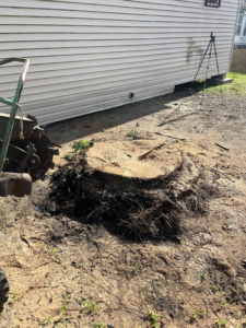 A large tree stump after grinding by Mr Reliable Ground Works in New Orleans, LA
