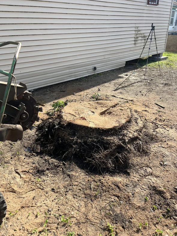 A large tree stump after grinding by Mr Reliable Ground Works in New Orleans, LA