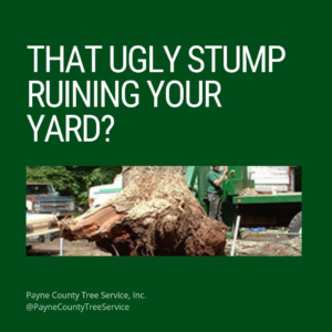 A large tree stump being ground down or removed by equipment at Payne County Tree Service in Stillwater, OK.