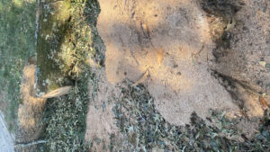 Fresh sawdust around a tree stump after grinding service by Lawncare lopez Tree services in Chattanooga, TN
