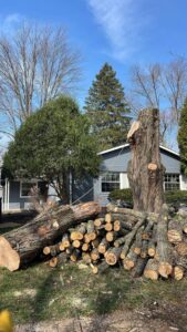 A large tree stump and a pile of cut logs after tree removal by Miguel's Lawn Service LLC in Columbus, OH.