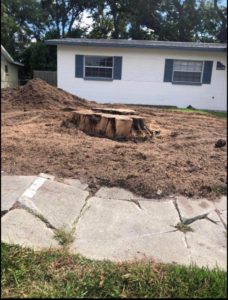 A large tree stump surrounded by mulch after a tree removal service by Green Land Tree services in Knoxville, TN