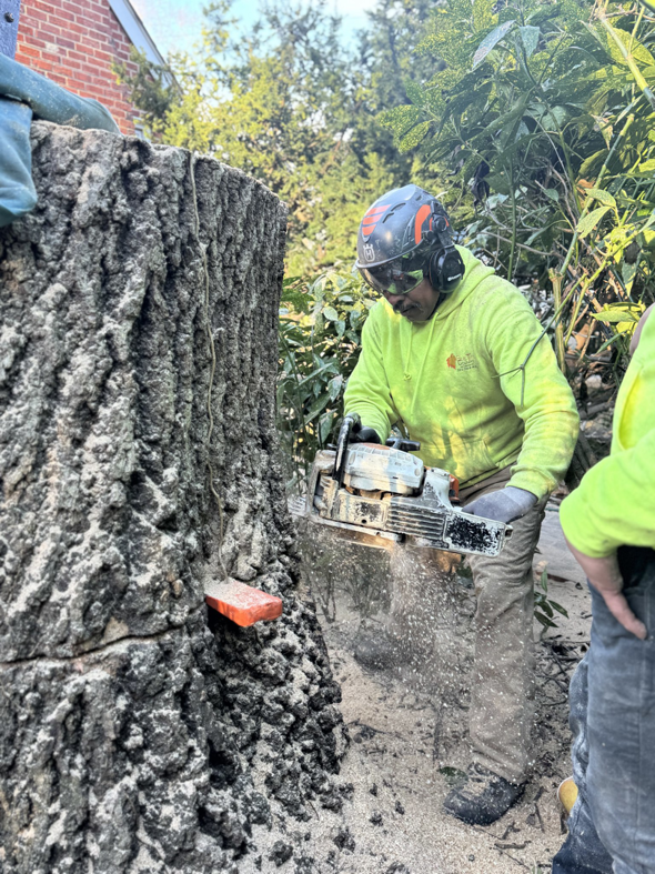 A tree service professional in safety gear using a chainsaw for stump removal at Beautiful Country Tree Services in Gaithersburg, MD.