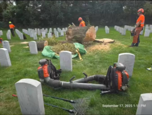 Tree service crew cleaning up after a large tree removal for Precision Landscape and Tree in Little Canada, MN.