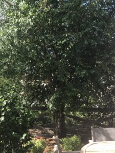 A freshly cut tree stump with wood chips on the ground after tree removal by Tree Artisans in Colorado Springs, CO.