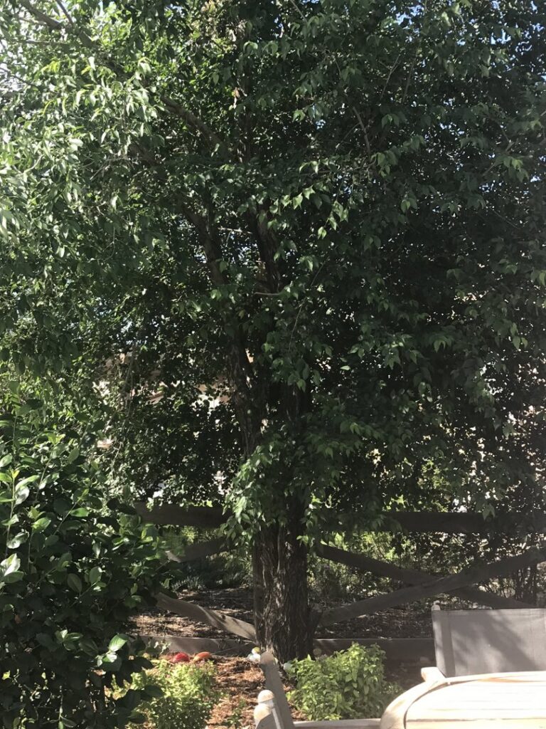 A freshly cut tree stump with wood chips on the ground after tree removal by Tree Artisans in Colorado Springs, CO.
