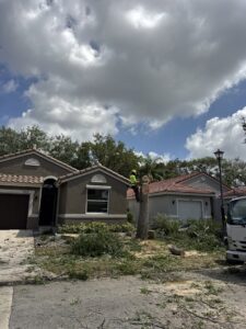 A tree service worker on a tree stump, with cut branches on the ground, performing cleanup for Tree service of south florida inc in Fort Lauderdale, FL.