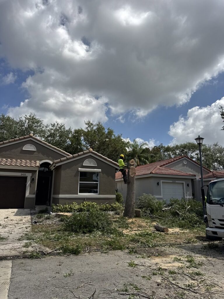 A tree service worker on a tree stump, with cut branches on the ground, performing cleanup for Tree service of south florida inc in Fort Lauderdale, FL.