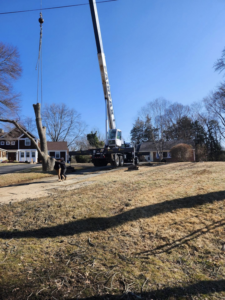 A crane and worker near a tree stump and cut tree sections during a job by Kenny Jenkins Tree Service & Landscaping, LLC in Rapidan, VA.
