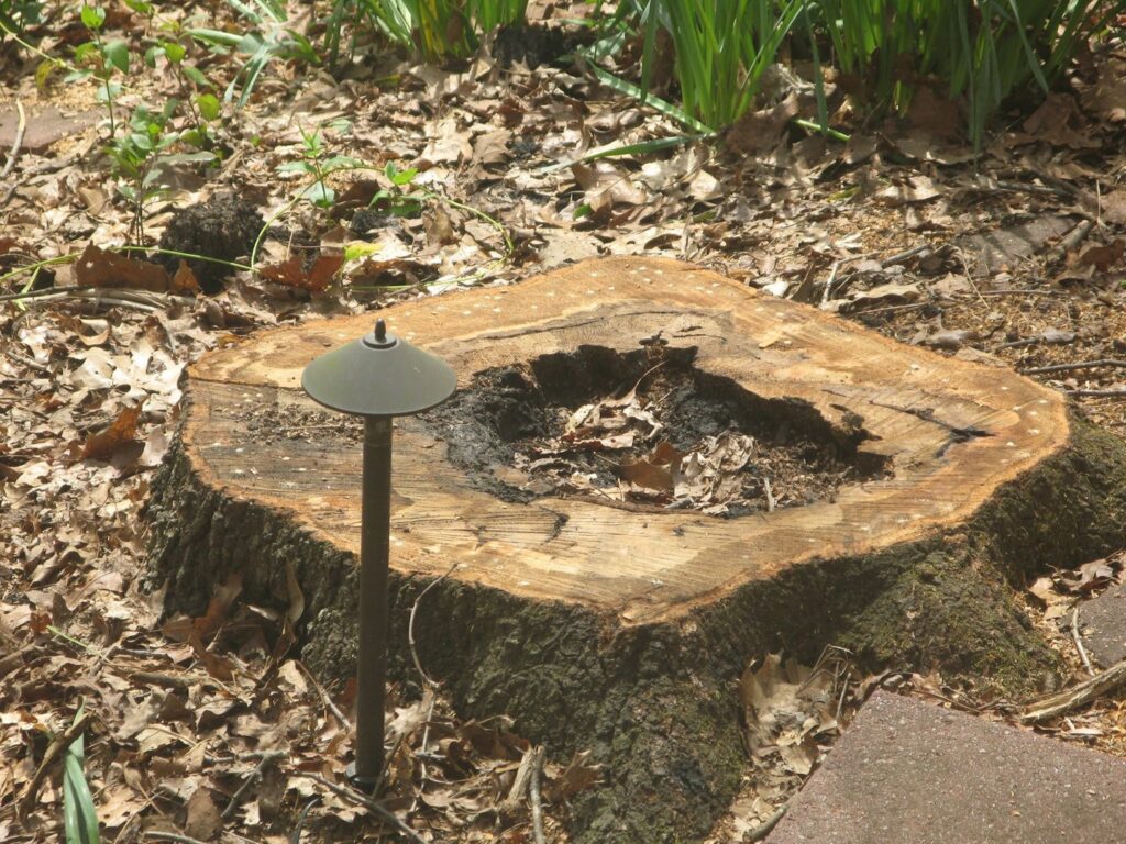 A freshly cut tree stump in a residential yard, indicating tree removal services by Golden Acres Tree Care LLC in Roswell, GA.
