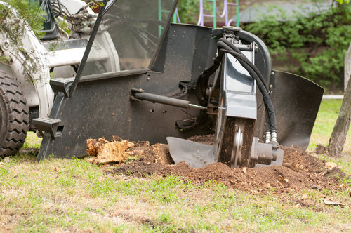 Efficient tree stump removal and grinding service by Des Moines Professional Tree Trimming Services in West Des Moines, IA.