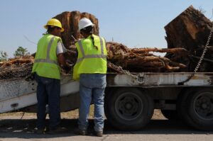 Two tree service workers inspecting a flatbed trailer loaded with large tree stumps and roots for Little Rock Tree Service Pros in Little Rock, AR.
