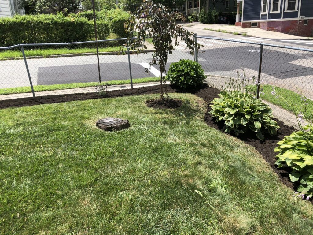 A tree stump in a mulched bed, indicating a tree removal service, with new plantings by Cabral's Landscaping in East Providence, RI.