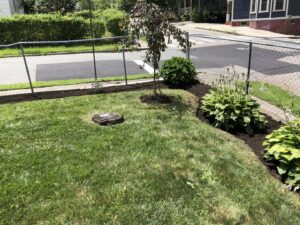A tree stump in a mulched bed, indicating a tree removal service, with new plantings by Cabral's Landscaping in East Providence, RI.