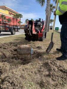 A tree stump with a trenching machine and worker, indicating stump removal preparation by JRs PALM TREE SERV. in Corpus Christi, TX.