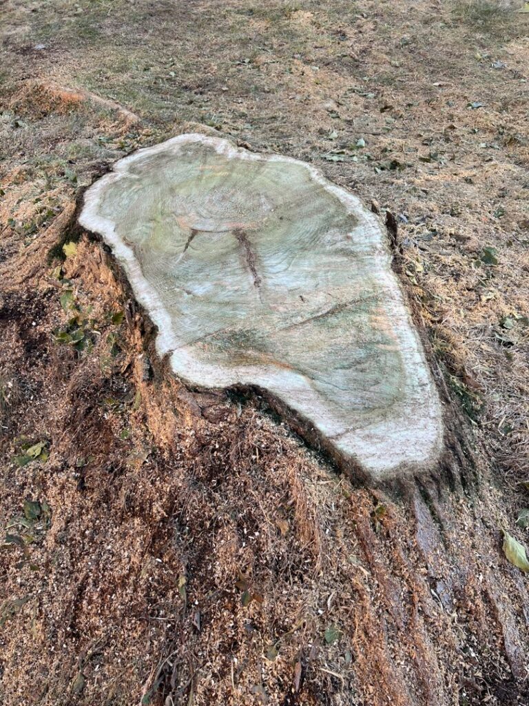 A large tree stump with sawdust, indicating tree removal services by Golden Tree Service in Provo, UT.