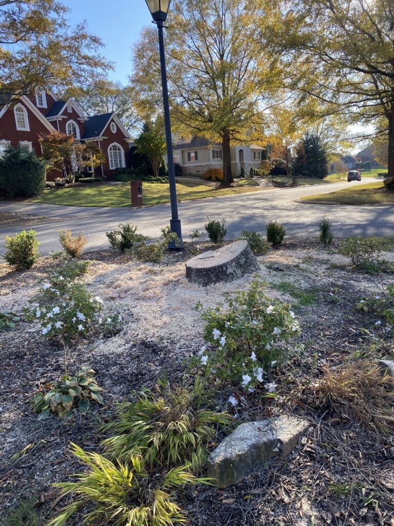 A tree stump with fresh sawdust after stump removal by Lawncare lopez Tree services in Chattanooga, TN