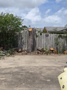 A large tree stump and cut logs at a tree removal site by Arbortex Tree Service in Corpus Christi, TX.