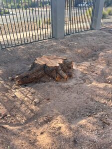 A freshly cut tree stump after removal service by Tempe Tree Service Pros in Tempe, AZ