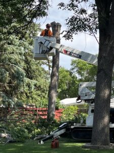 A worker in a bucket truck removing a tree stump and branches for Dakota Tree Company in Aberdeen, SD