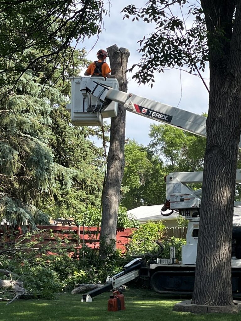A worker in a bucket truck removing a tree stump and branches for Dakota Tree Company in Aberdeen, SD