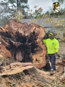 A tree service worker stands proudly next to a large, hollowed-out tree stump after removal by OpExcellence Tree and Stump Pros in Shreveport, LA.