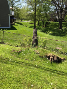 A tree stump and removed roots in a residential yard after tree removal by A Professional Tree Service in Lexington, KY.