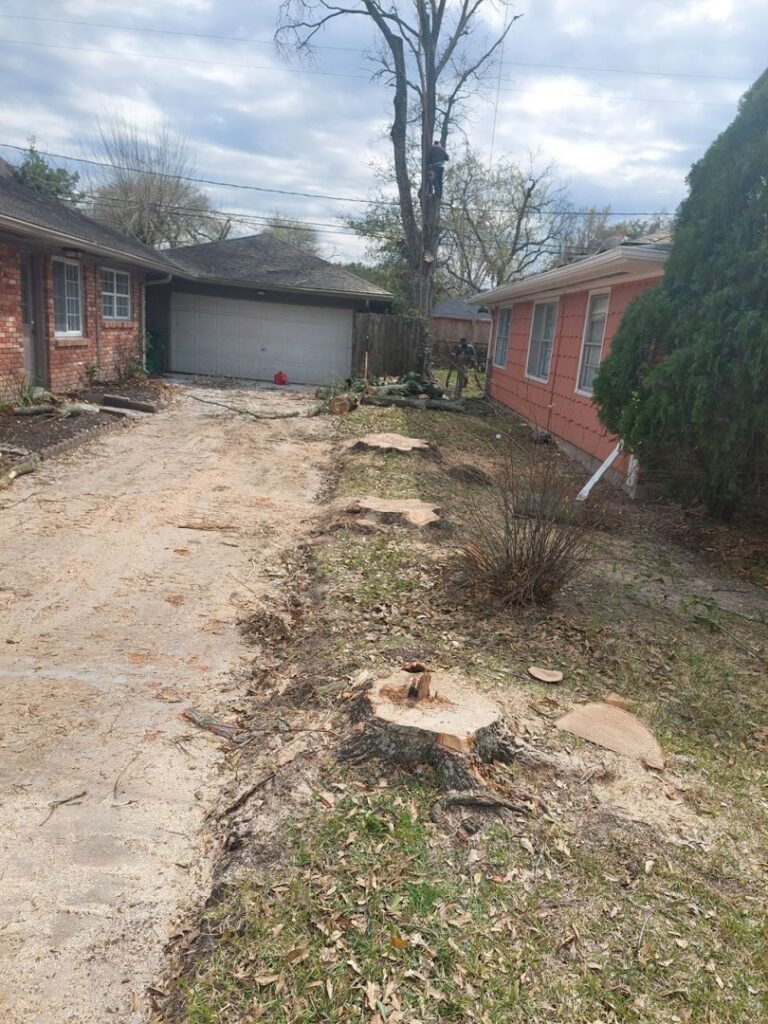 Multiple tree stumps and sawdust on the ground after tree removal services by Victor Tree Services in Houston, TX.