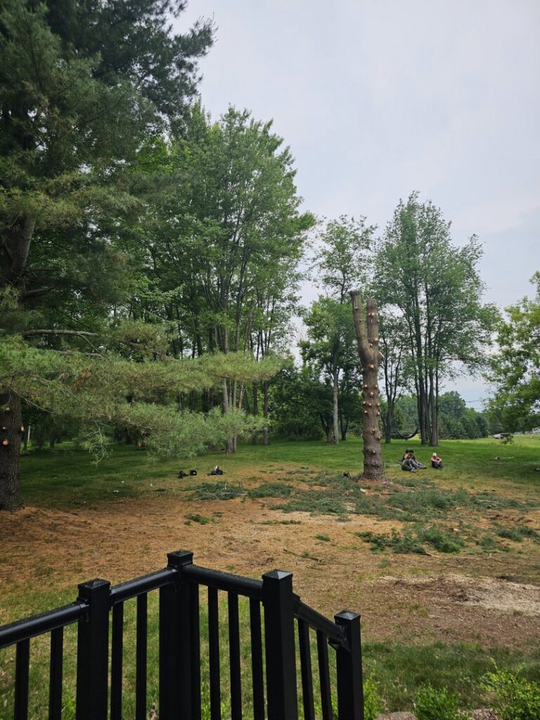 Tree stumps and cut debris in a yard after tree removal by Father and Son Tree Service in Lansing, MI.