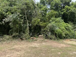 A cleared area with multiple tree stumps and piles of branches, showing tree removal and property clearing by Solid Ground Tree & Property Services LLC in Dothan, AL.
