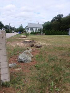 Freshly cut tree stumps and logs on a residential lawn after a tree removal service by Mike's Professional Tree Service in Coventry, RI.