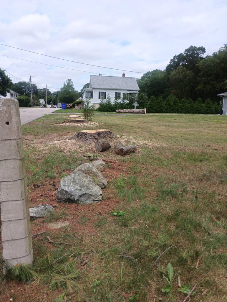 Freshly cut tree stumps and logs on a residential lawn after a tree removal service by Mike's Professional Tree Service in Coventry, RI.